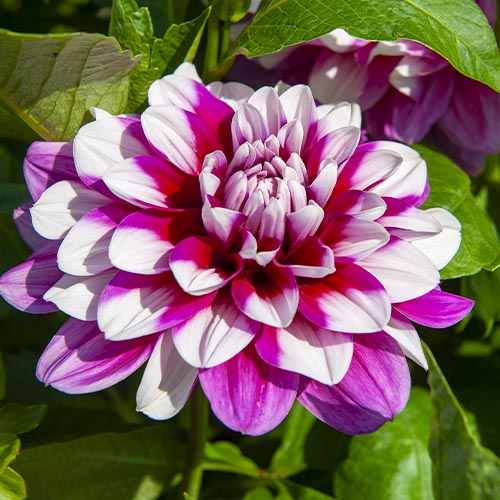 Dahlia Patches - for Sale Dahlia Patches