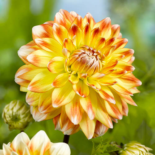 Dahlia Peaches and Cream - for Sale Dahlia Peaches and Cream