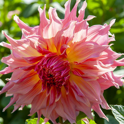 Dahlia Penhill Watermelon - for Sale Dahlia Penhill Watermelon