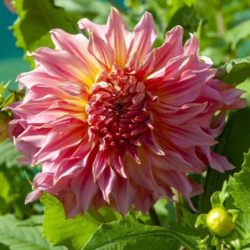 Dahlia Penhill Watermelon - for Sale Dahlia Penhill Watermelon