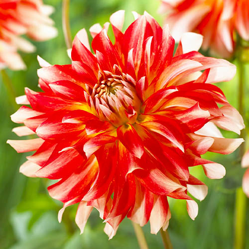 Dahlia Pennylane - for Sale Dahlia Pennylane