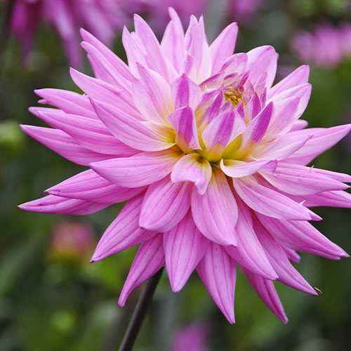 Dahlia Pink Corona - for Sale Dahlia Pink Corona