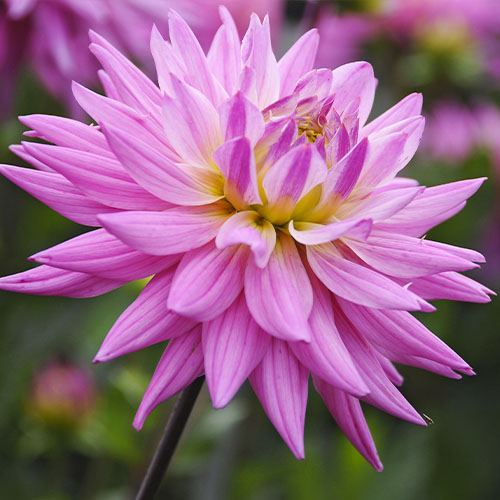 Dahlia Pink Corona - for Sale Dahlia Pink Corona