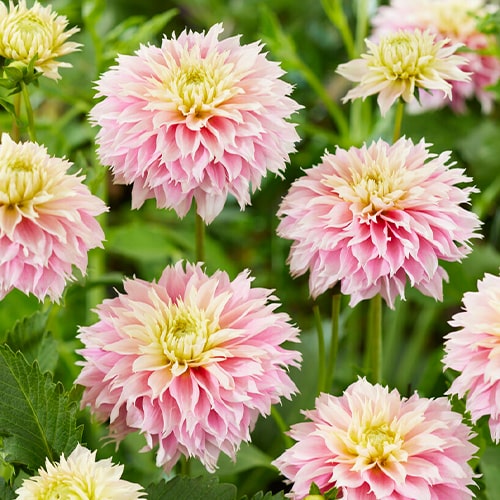 Dahlia Pink Impact - for Sale Dahlia Pink Impact