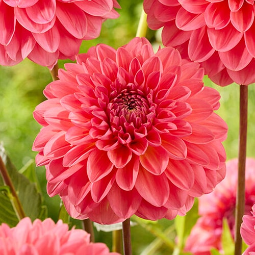 Dahlia Pink Runner - for Sale Dahlia Pink Runner