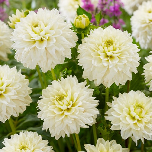 Dahlia Polar Ice - for Sale Dahlia Polar Ice