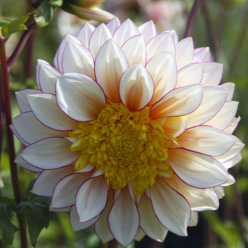 Dahlia Polka NL - for Sale Dahlia Polka NL