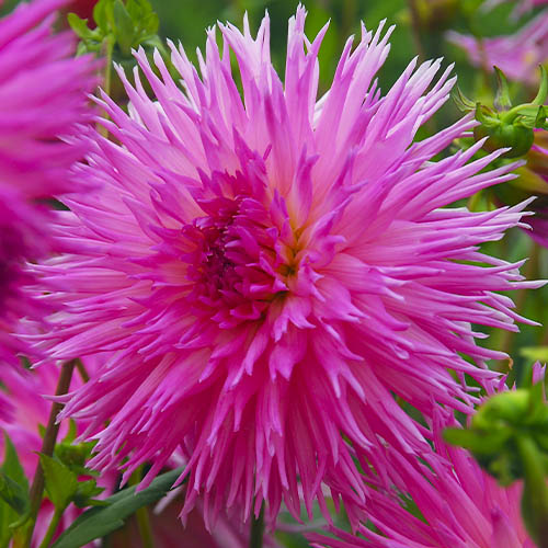 Dahlia Popular Guest - for Sale Dahlia Popular Guest