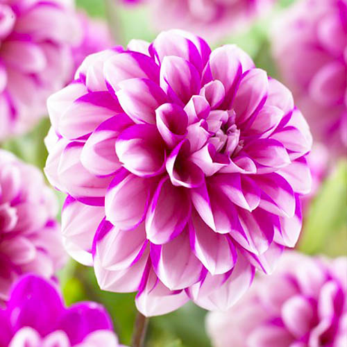 Dalia (Dahlia) Priceless Pink - for Sale Dalia (Dahlia) Priceless Pink