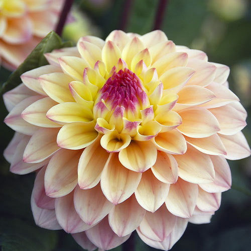 Dahlia Princesse Elisabeth - for Sale Dahlia Princesse Elisabeth