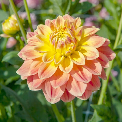 Dahlia Prinses Elizabeth - for Sale Dahlia Prinses Elizabeth