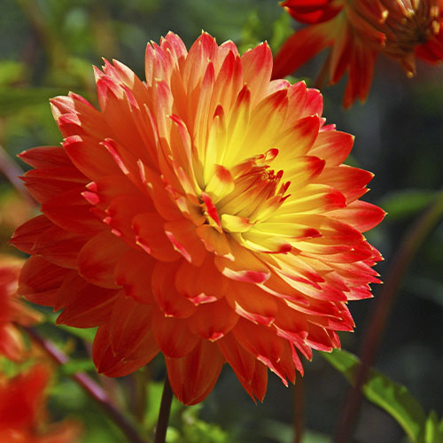 Dalia (Dahlia) Procyon - for Sale Dalia (Dahlia) Procyon