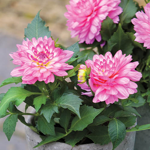 Dalia (Dahlia) Prospero - for Sale Dalia (Dahlia) Prospero