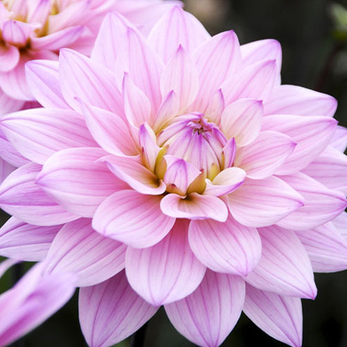 Dalia (Dahlia) Prospero - for Sale Dalia (Dahlia) Prospero