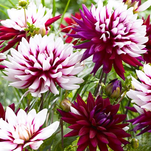 Dahlia Rebeccas World - for Sale Dahlia Rebeccas World