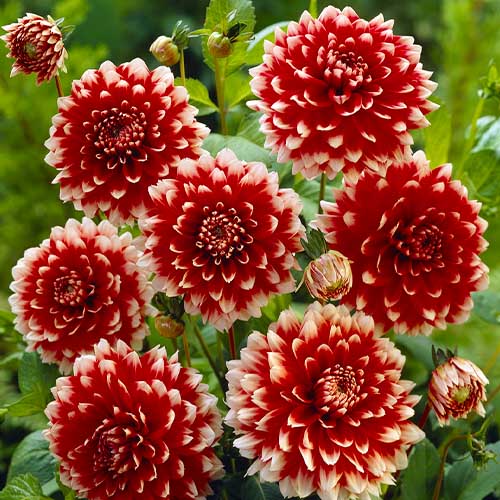 Dahlia Red and White Fubuki - for Sale Dahlia Red and White Fubuki