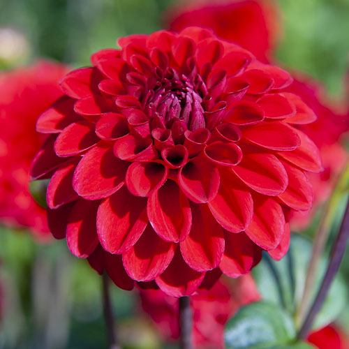 Dahlia Red Fox - for Sale Dahlia Red Fox