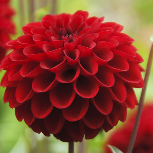 Dahlia Red Fox - for Sale Dahlia Red Fox