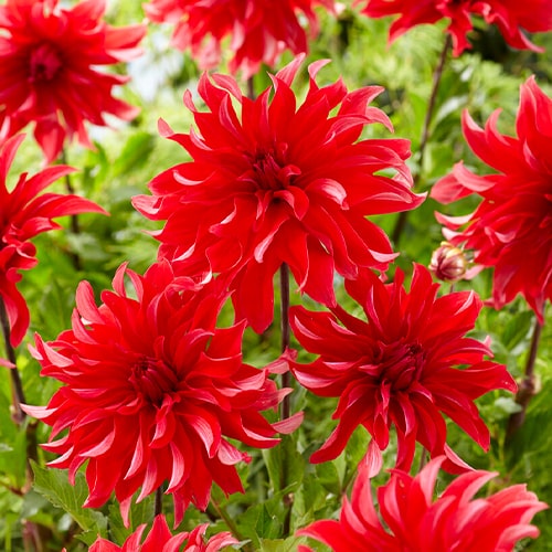 Dahlia Red Labyrinth - for Sale Dahlia Red Labyrinth