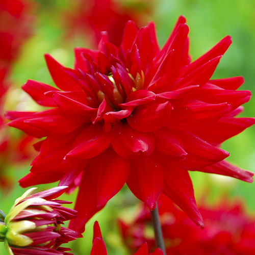 Dahlia Red Pygmy - for Sale Dahlia Red Pygmy