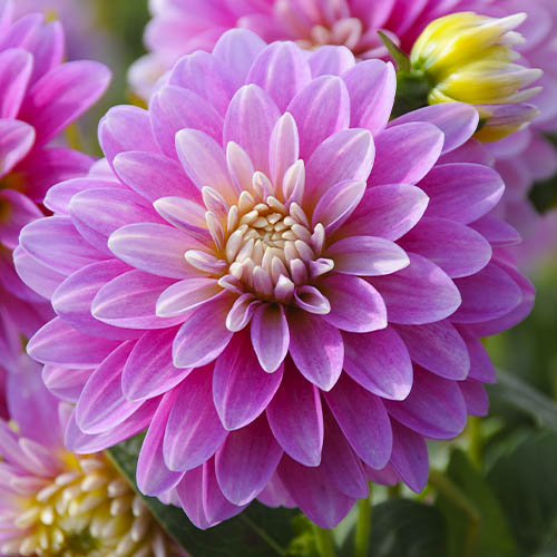 Dahlia Rembrandt - for Sale Dahlia Rembrandt