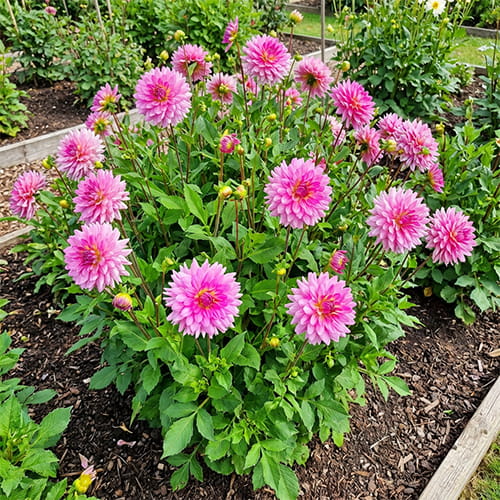 Dahlia Rosella - for Sale Dahlia Rosella
