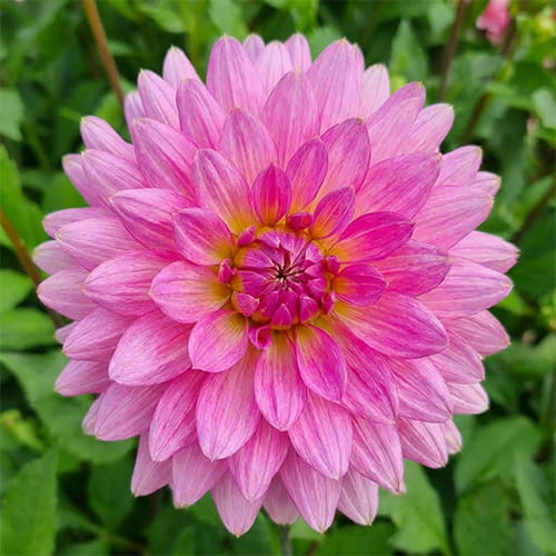 Dahlia Rosella - for Sale Dahlia Rosella