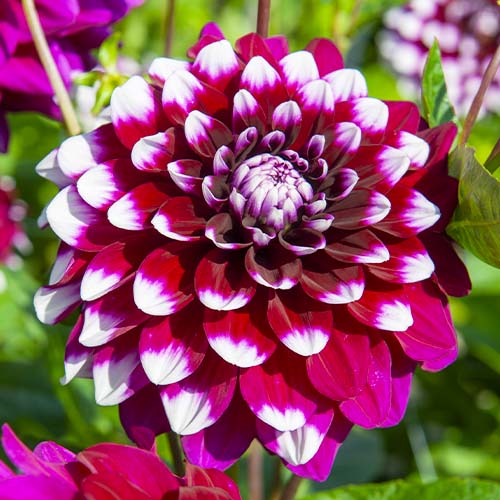 Dahlia Ryan C - for Sale Dahlia Ryan C