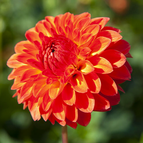 Dahlia Safe Shot - for Sale Dahlia Safe Shot