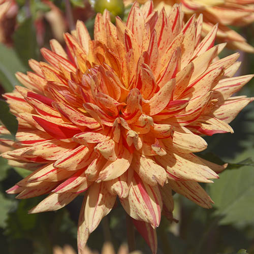 Dahlia Saint Saens - for Sale Dahlia Saint Saens