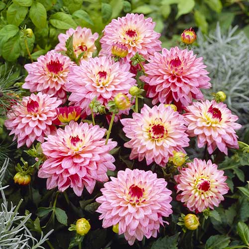 Dahlia Salvador - for Sale Dahlia Salvador