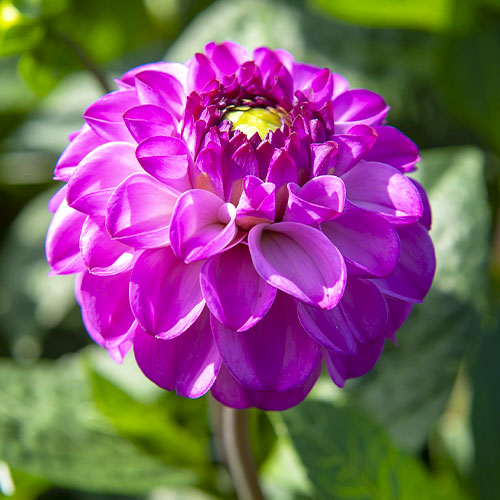 Dahlia Salvation - for Sale Dahlia Salvation