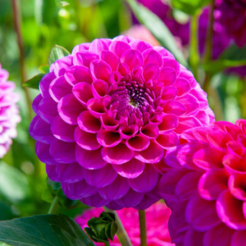 Dahlia Sandra - for Sale Dahlia Sandra