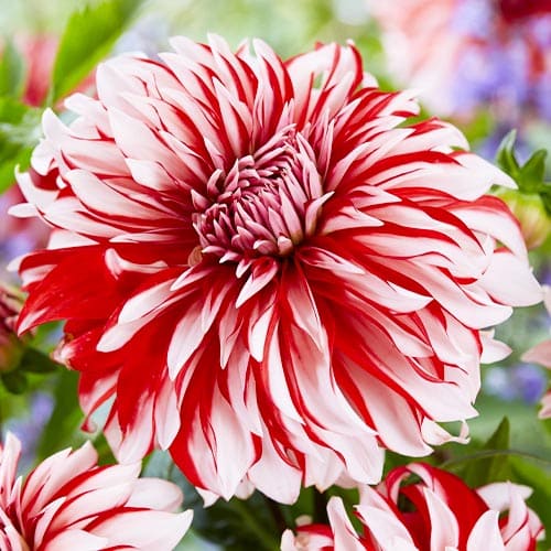 Dahlia Santa Claus US - for Sale Dahlia Santa Claus US