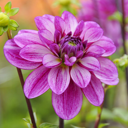 Dahlia Seduction - for Sale Dahlia Seduction