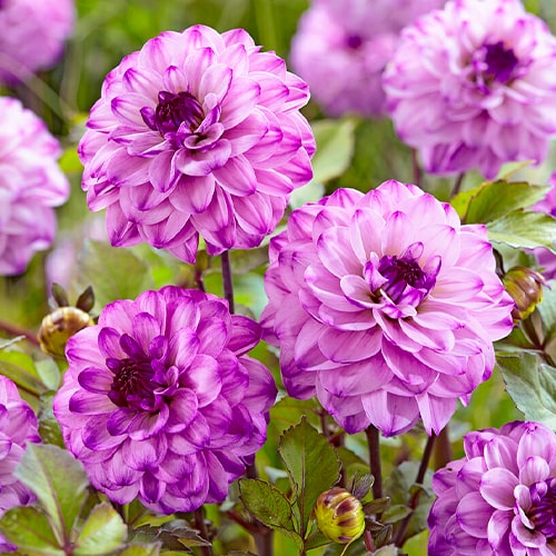 Dahlia Seniors Purple - for Sale Dahlia Seniors Purple