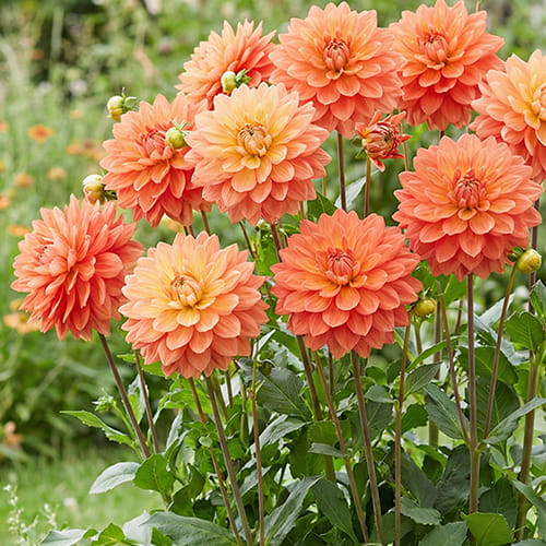 Dahlia Sheps Memory - for Sale Dahlia Sheps Memory