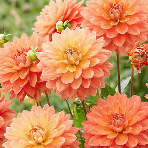 Dahlia Sheps Memory - for Sale Dahlia Sheps Memory