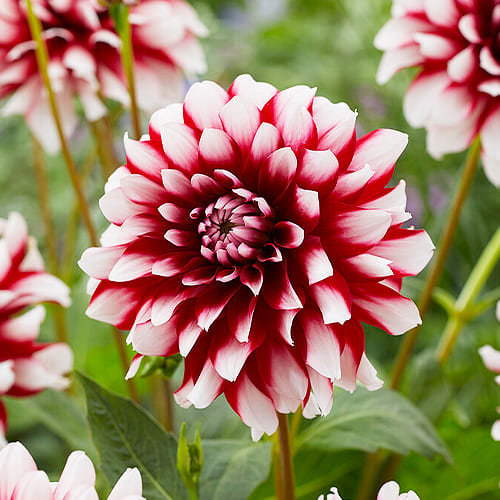 Dahlia Siedlerstolz - for Sale Dahlia Siedlerstolz