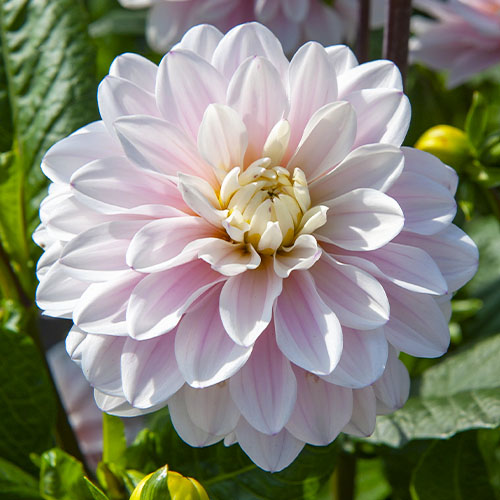 Dahlia Silver Years - for Sale Dahlia Silver Years