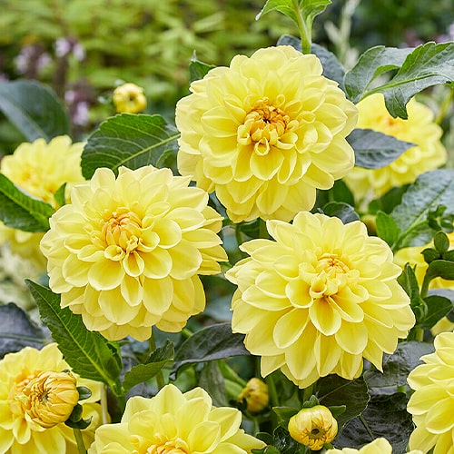 Dahlia Sisa - for Sale Dahlia Sisa