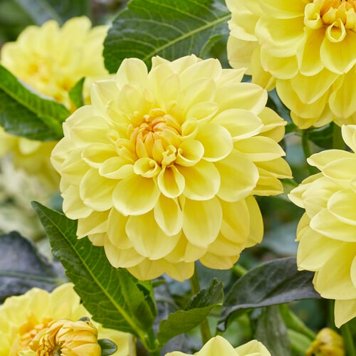 Dahlia Sisa - for Sale Dahlia Sisa