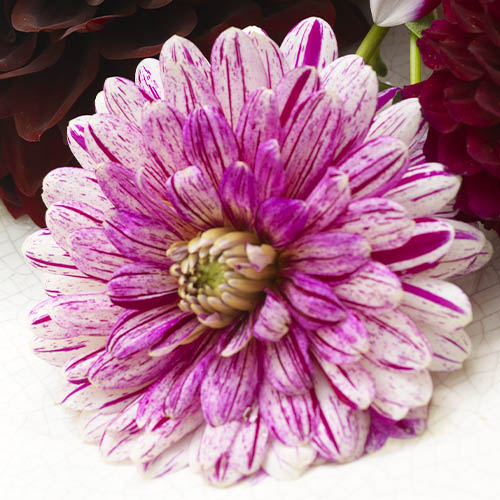 Dahlia Smokey - for Sale Dahlia Smokey