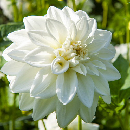 Dahlia Sneeuwstorm - for Sale Dahlia Sneeuwstorm