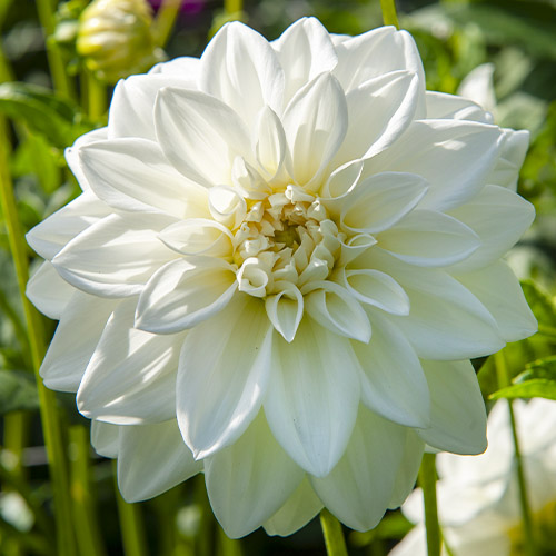 Dahlia Sneeuwstorm - for Sale Dahlia Sneeuwstorm
