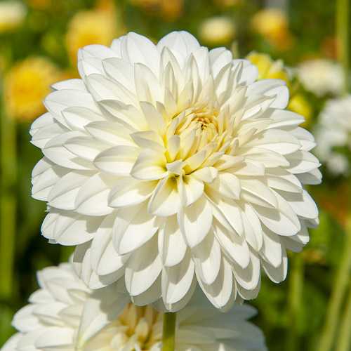 Dahlia Snow Cap - for Sale Dahlia Snow Cap