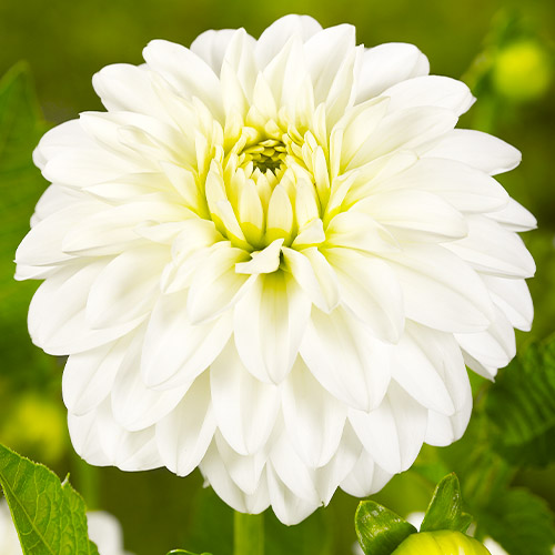 Dahlia Snow Cap - for Sale Dahlia Snow Cap