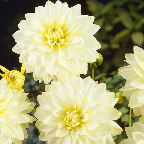 Dahlia Snowbound - for Sale Dahlia Snowbound