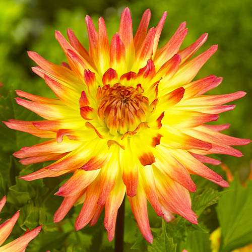 Dahlia Spassmacher - for Sale Dahlia Spassmacher