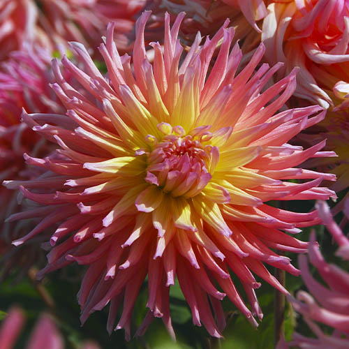 Dahlia Star Elite - for Sale Dahlia Star Elite